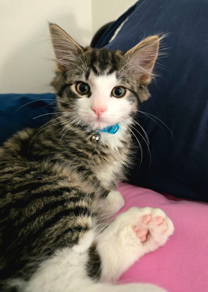 Tabby kitten sitting and showing off pink toe beans.