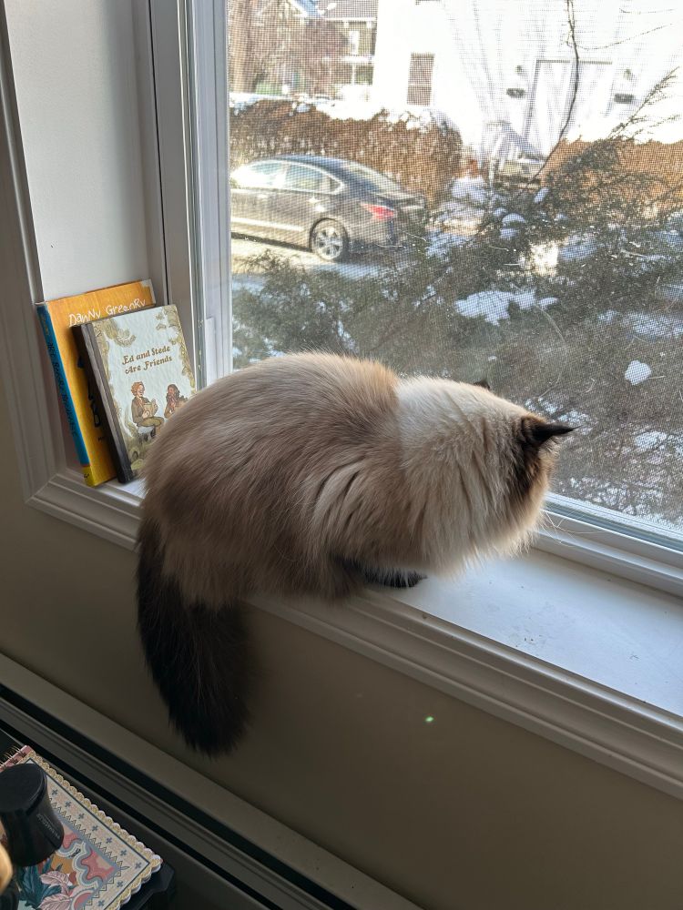 a himalayan ragdoll looking out a window 