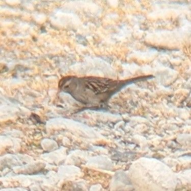 A juvenile white-crowned sparrow facing the left, perched on a substrate of mostly grey rocks and pebbles. It is mostly grey-brown, with darker brown streaking on the wings and brown and white markings on the crown.