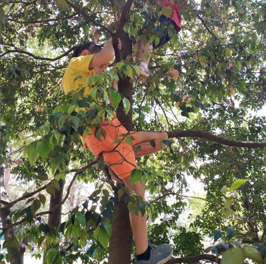 two children climbing a tree