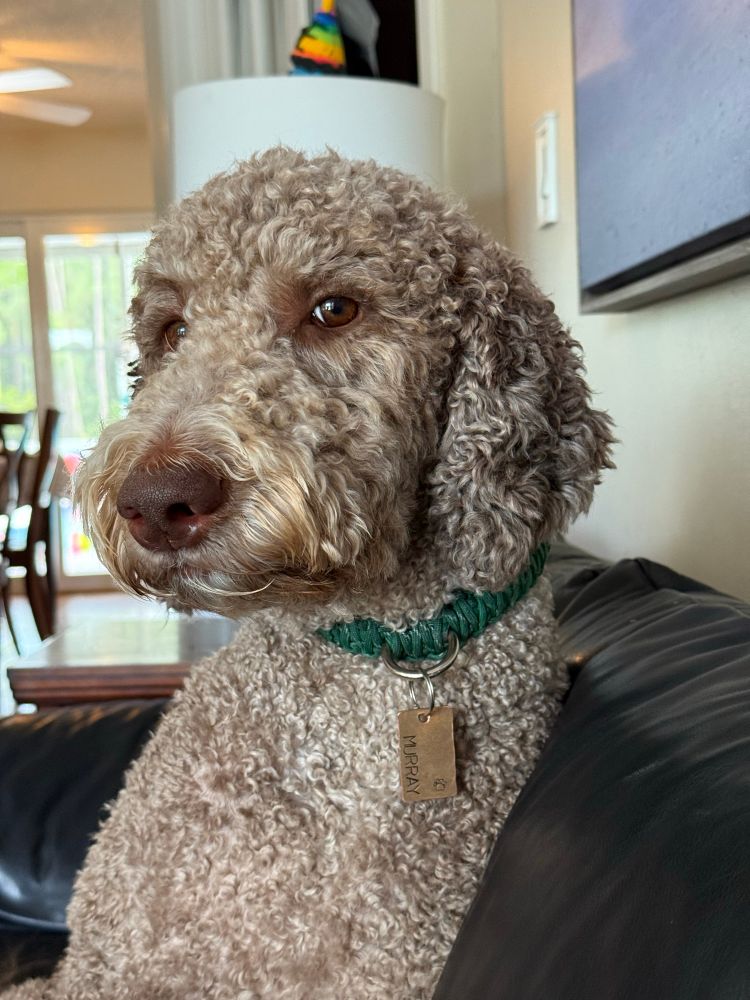 A chocolate labradoodle sitting close and looking into the camera. He’s wearing a green paracord collar. 