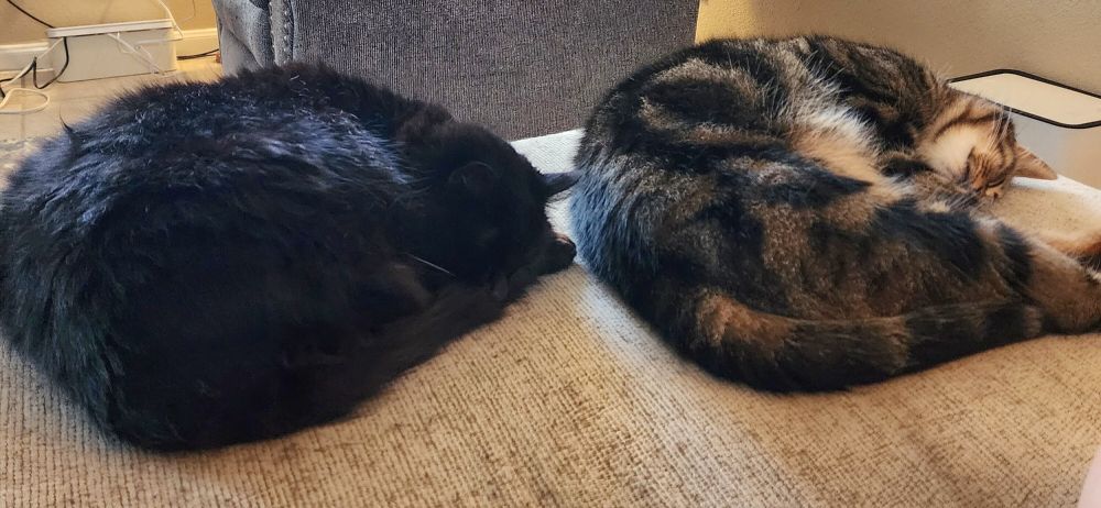 Two sleeping cats - a black cat on the left, and a tan and black striped cat in the right. 