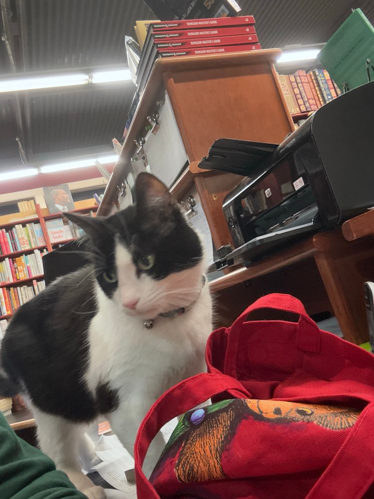 max the cat looking for pastries