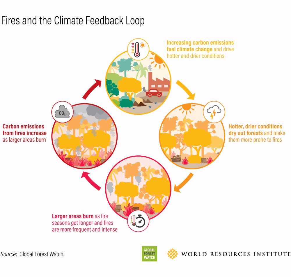 Illustration showing the climate feedback loop caused by fires. It begins with increased carbon emissions fueling climate change, leading to hotter, drier conditions. These conditions dry out forests, making them more prone to fires. As fires become more frequent and intense, larger areas burn, releasing more carbon emissions, which further fuels climate change.