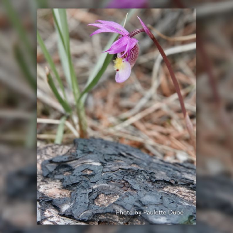 "Resilience in Bloom," a photo of a purple Calypso Orchid growing next to a burnt log by Paulette Dubé.