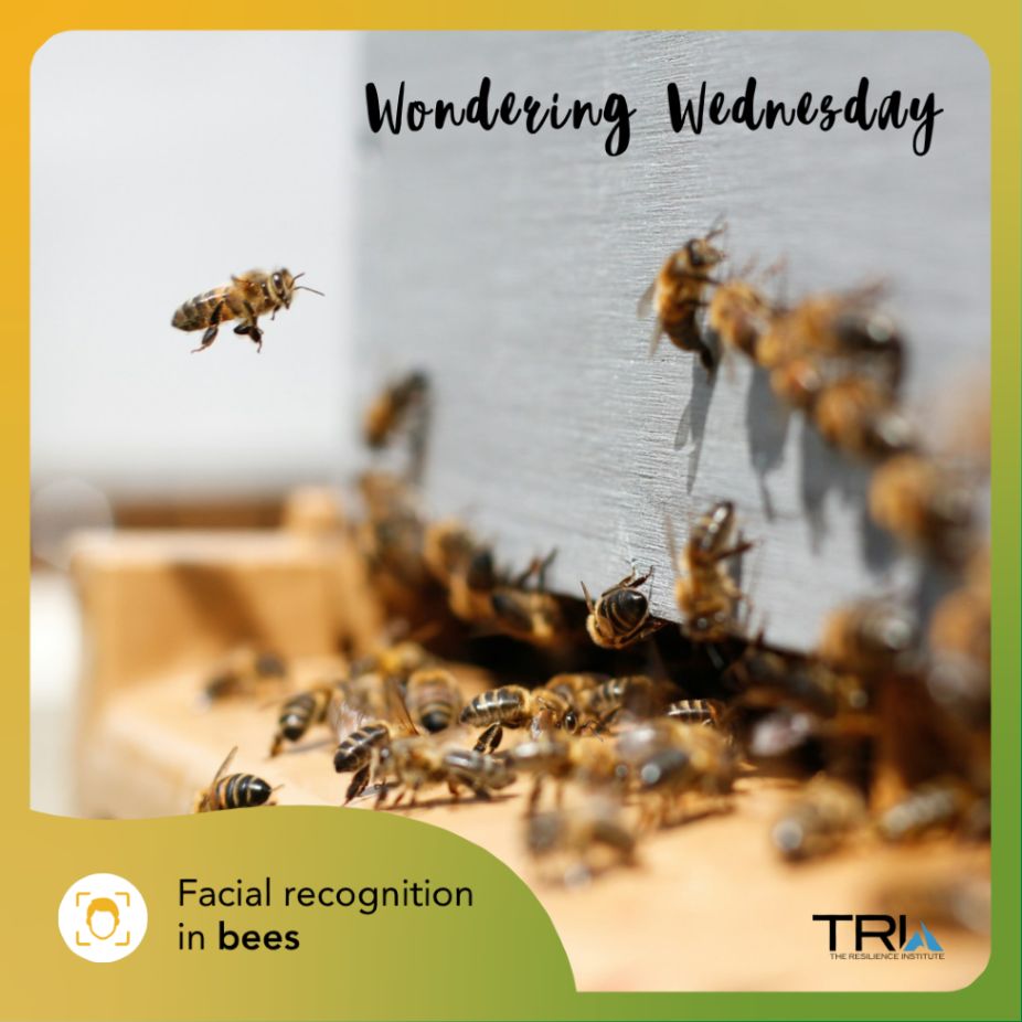 A photo of bees flying around the entrance to a beehive. Flowy text on the upper right reads, "Wondering Wednesday." Text on the lower left reads, "Facial recognition in bees." The image and text are surrounded by a soft yellow and green border.