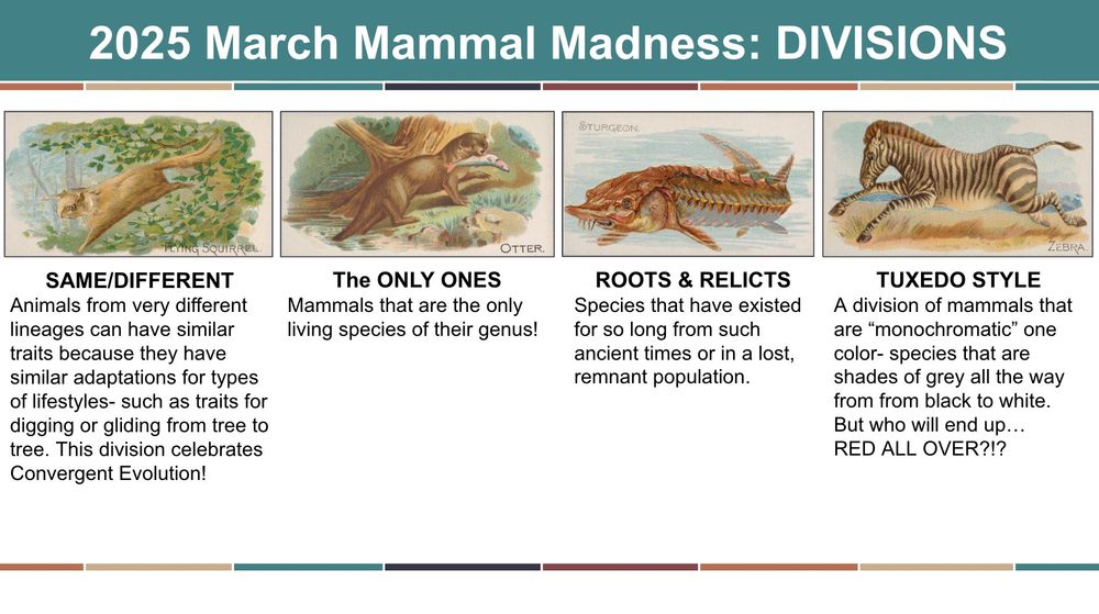 SAME/DIFFERENT Division
Animals from very different lineages can have similar traits because they have similar adaptations for types of lifestyles- such as traits for digging or gliding from tree to tree. This division celebrates Convergent Evolution!

The ONLY ONES
Mammals that are the only living species of their genus!

ROOTS & RELICTS
Species that have existed for so long from such ancient times or in a lost, remnant population.

TUXEDO STYLE
A division of mammals that are “monochromatic” one color- species that are shades of grey all the way from from black to white. But who will end up… RED ALL OVER?!?

