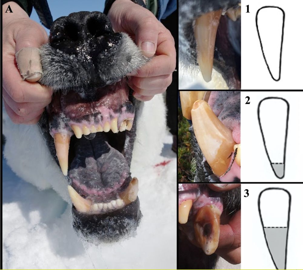 Fig 2. Canine breakage categories.

(A) Canine classifications (starting top left clockwise): 1, 3, 2, 1. Side panels depict illustrative approximate vertical cut-offs for each breakage classification and real-life examples associated with each category, denoted by number. Images taken by David McGeachy and Andrew E. Derocher. Image in Panel A reprinted from [52] under a CC BY license, with permission from Andrew E. Derocher, original copyright [2023]. Illustrations by Simonne S. Tremblay.

https://doi.org/10.1371/journal.pone.0319753.g002