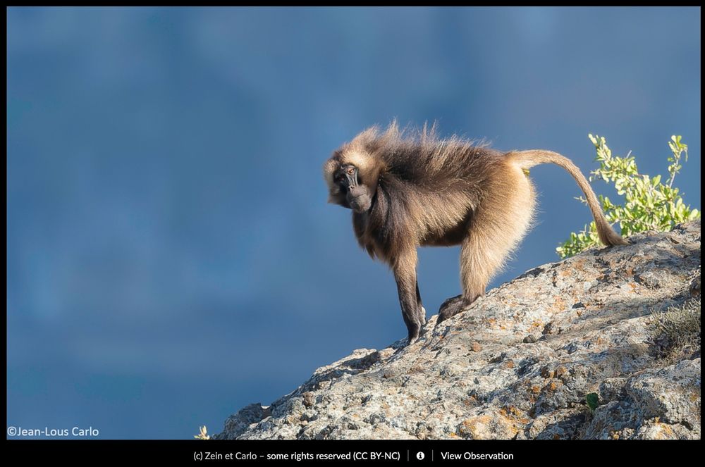 Gelada monkey standing on a rocky outcrop in the highlands, as the wind blows his fur.