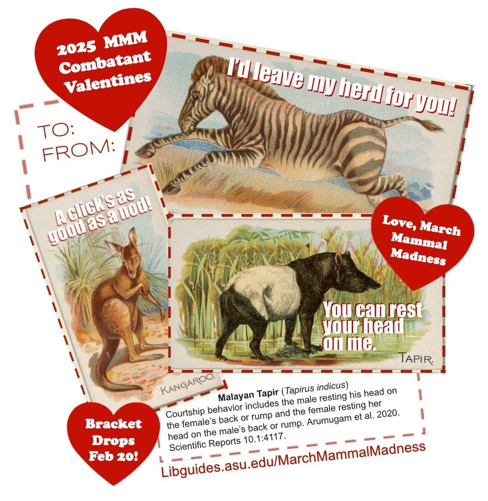 A collage of 2025 Valentines from vintage animal illustrations:
Zebra "I'd leave my herd for you" 
Kangaroo "A click's as good as a nod!"
Malayan Tapir "You can rest your head on me"
Link to https://libguides.asu.edu/MarchMammalMadness