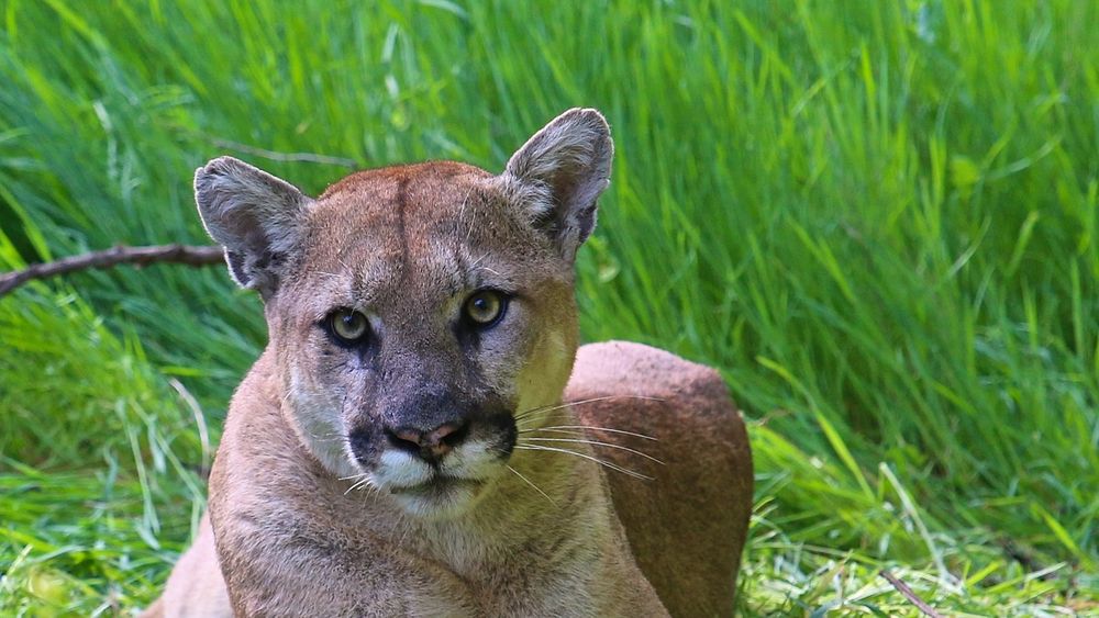 BLANK-FACED PUMA, but you can tell it's full of disdain and frustration.