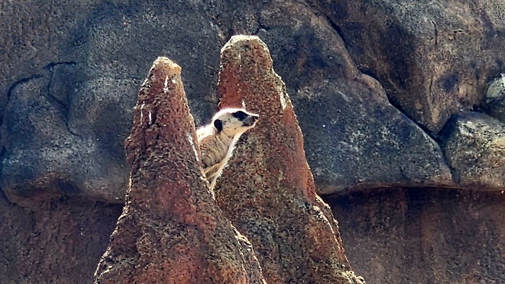 A meerkat perched epically, looking up in profile, from between two artificial termite mounds in a zoo exhibit. 
