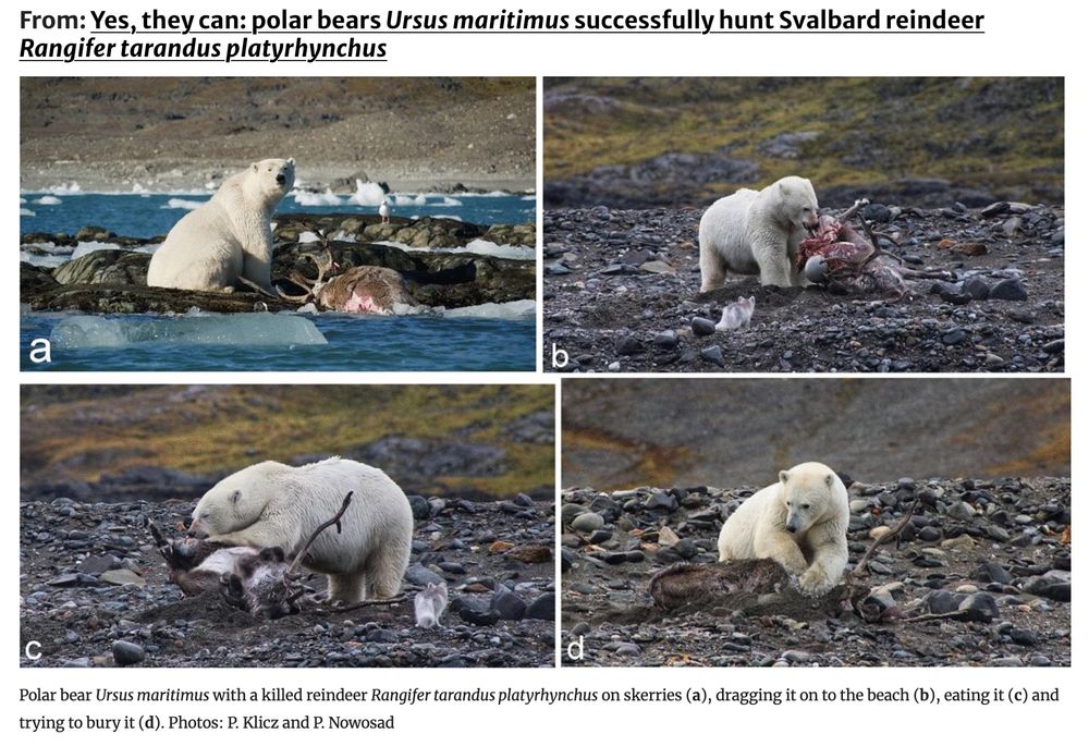 Figure 3. Polar bear Ursus maritimus with a killed reindeer Rangifer tarandus platyrhynchus on skerries (a), dragging it on to the beach (b), eating it (c) and trying to bury it (d). Photos: P. Klicz and P. Nowosad