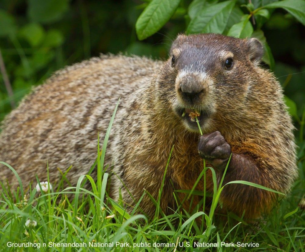 A gorgeous and chonky groundhog sits in a meadow at Shenandoah National Park, grasping the tender stem as a flower disappears into the rodent’s maw. PLANT CARNAGE!