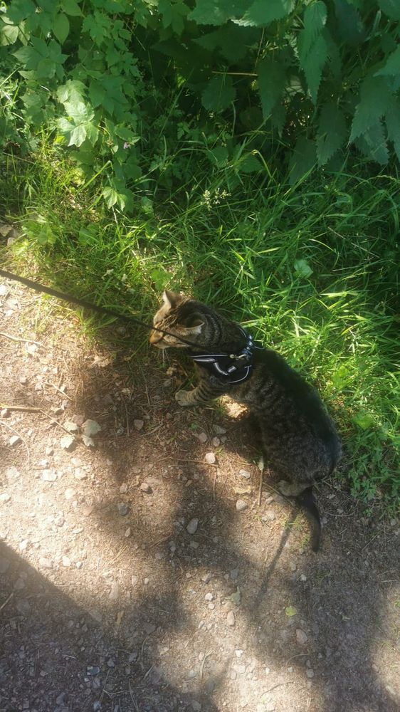 Milli (Katze) an der Leine etwas spazieren im Wald 