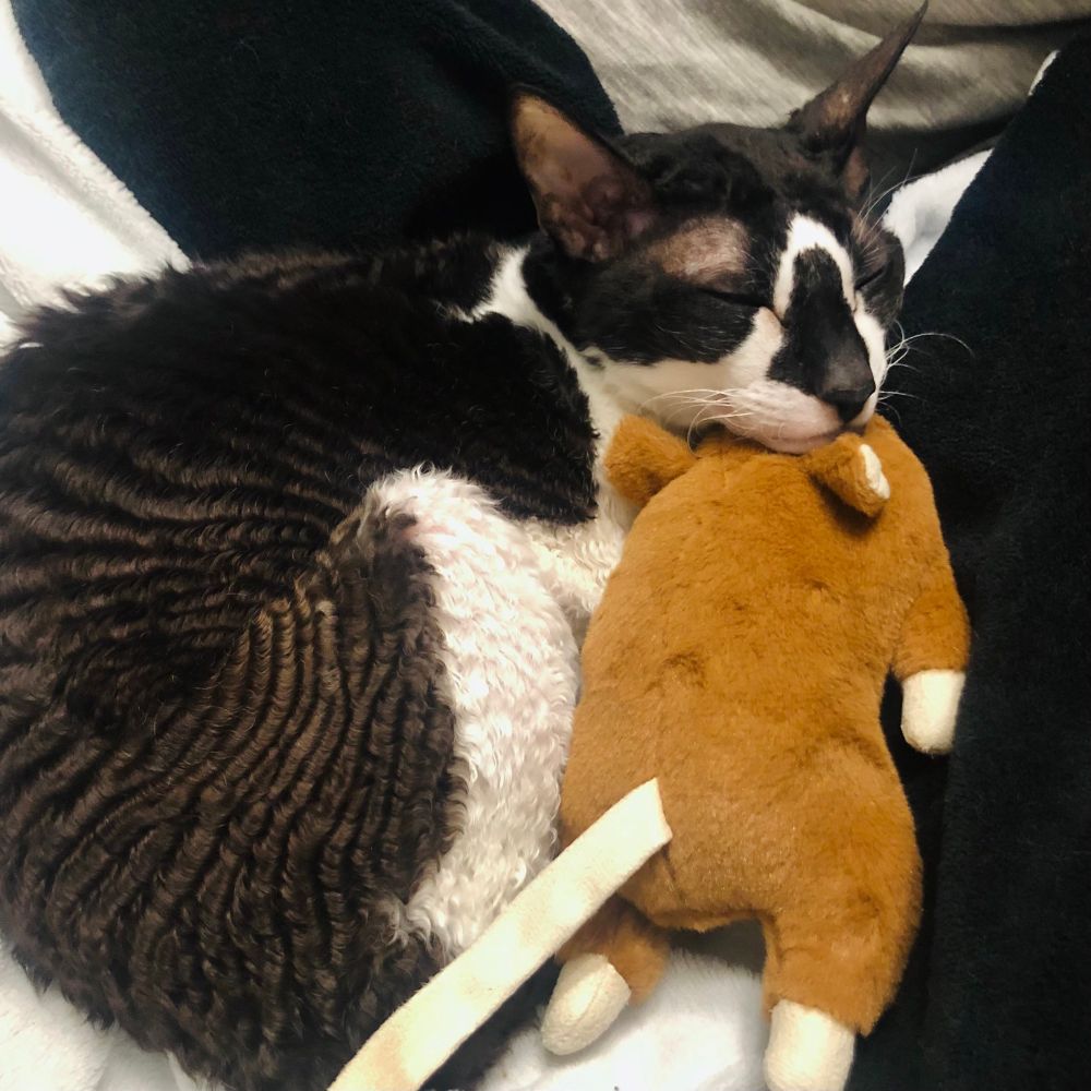 Photo of a bicolour Cornish Rex cat curled up into a ball on soft blankets, sleeping. She is resting her head on a stuffed cat toy that's twice the size of her head. The toy looks like a brown rat.