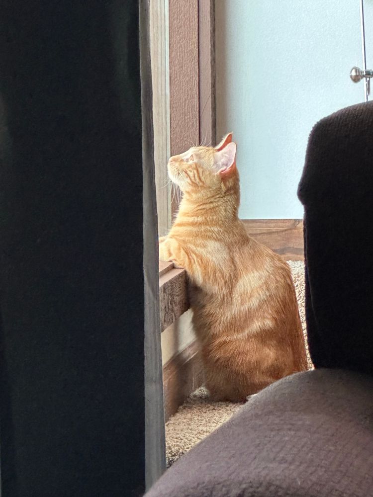 An orange cat, under a year old but looks a little bigger than that, is sitting on his hind legs with his front paws resting on a low windowsill and looking outside and up. He’s in a light area between two dark spaces