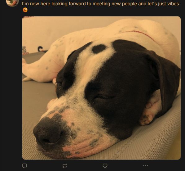 Screenshot of a great first post with a cute doggy