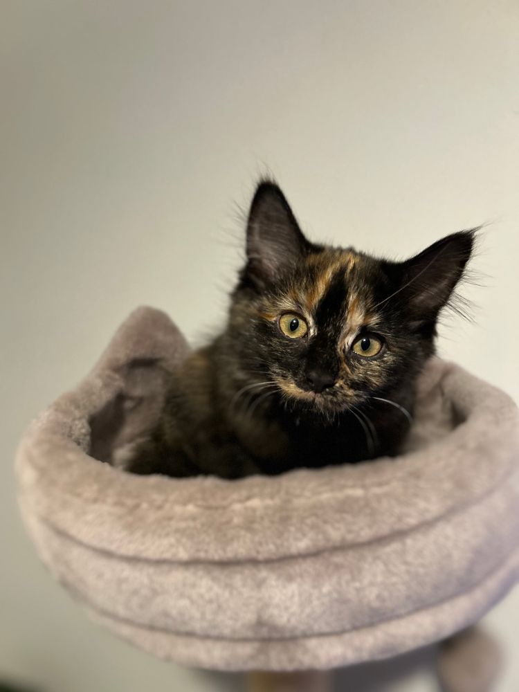 kitten 