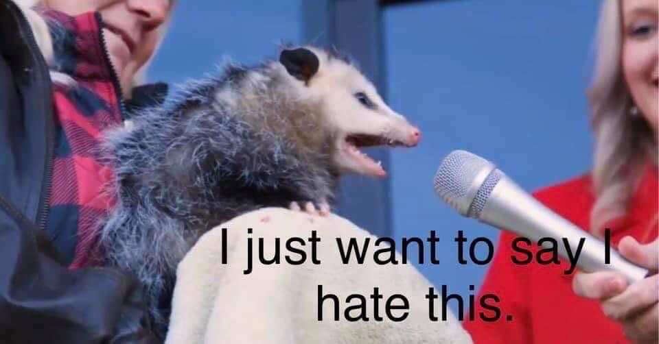 Opossum in front of a mic with text that read: “I just want to say I hate this” 