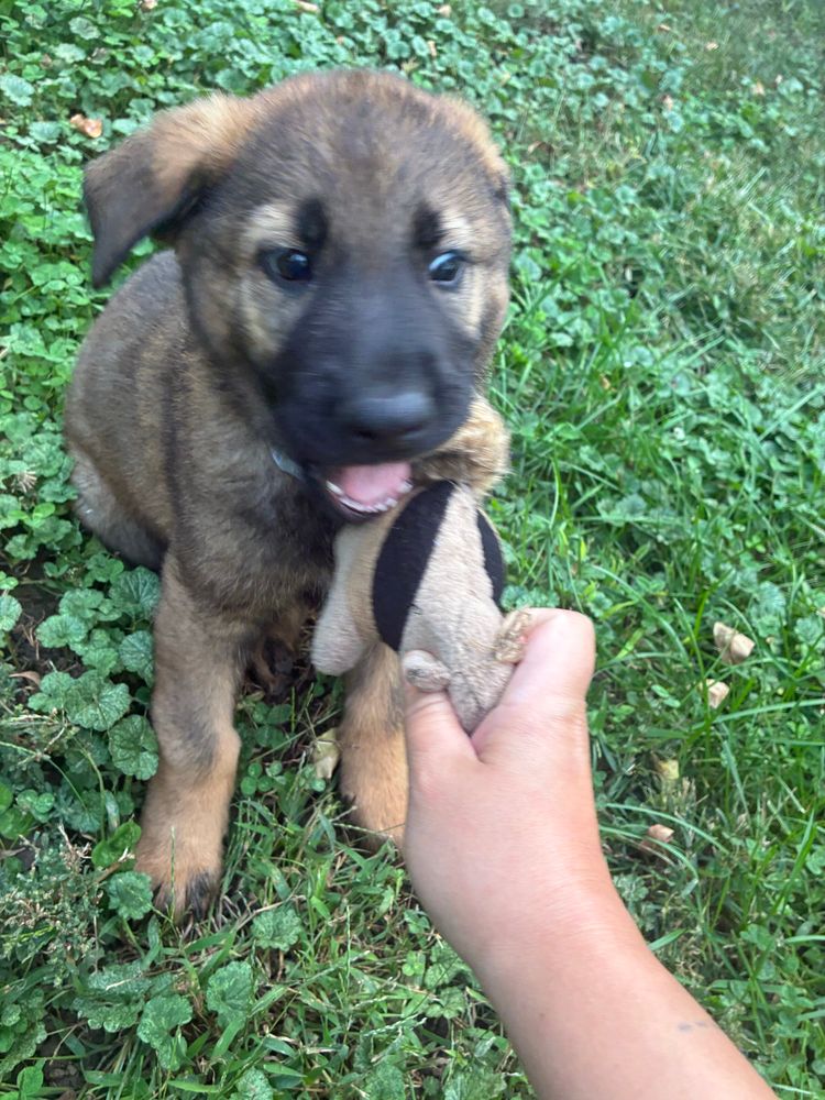 8 week old brown and black puppy biting on a stuffed squirrel that a hand holds out. 