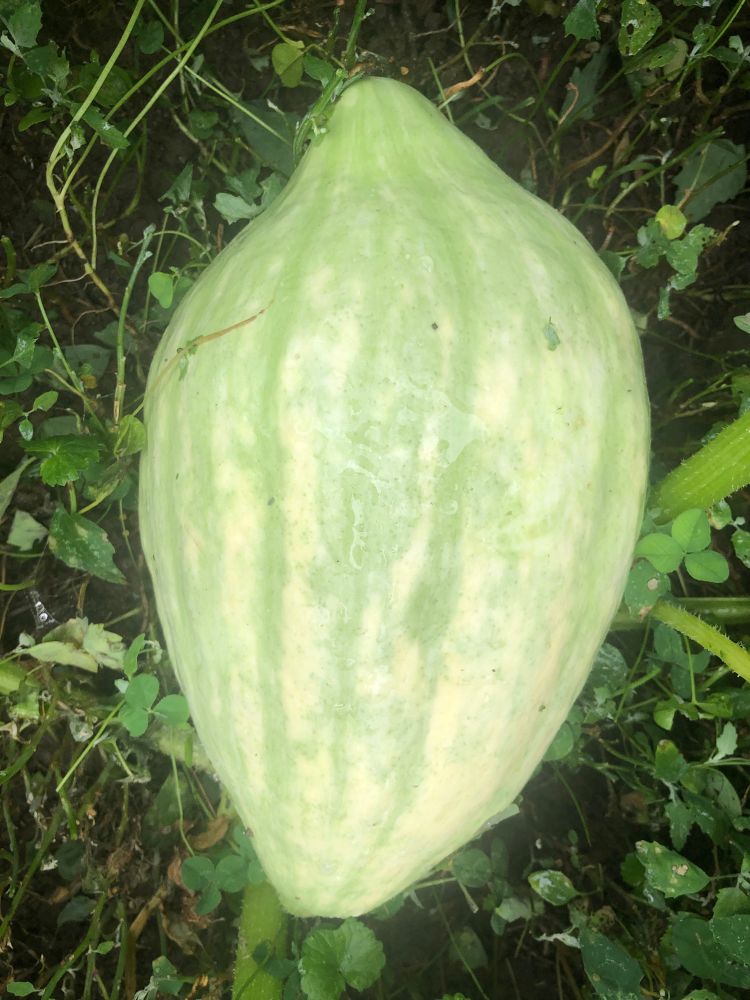 A HoChunk Squash growing on a stem that is green with stripes of yellow in a oval like shape