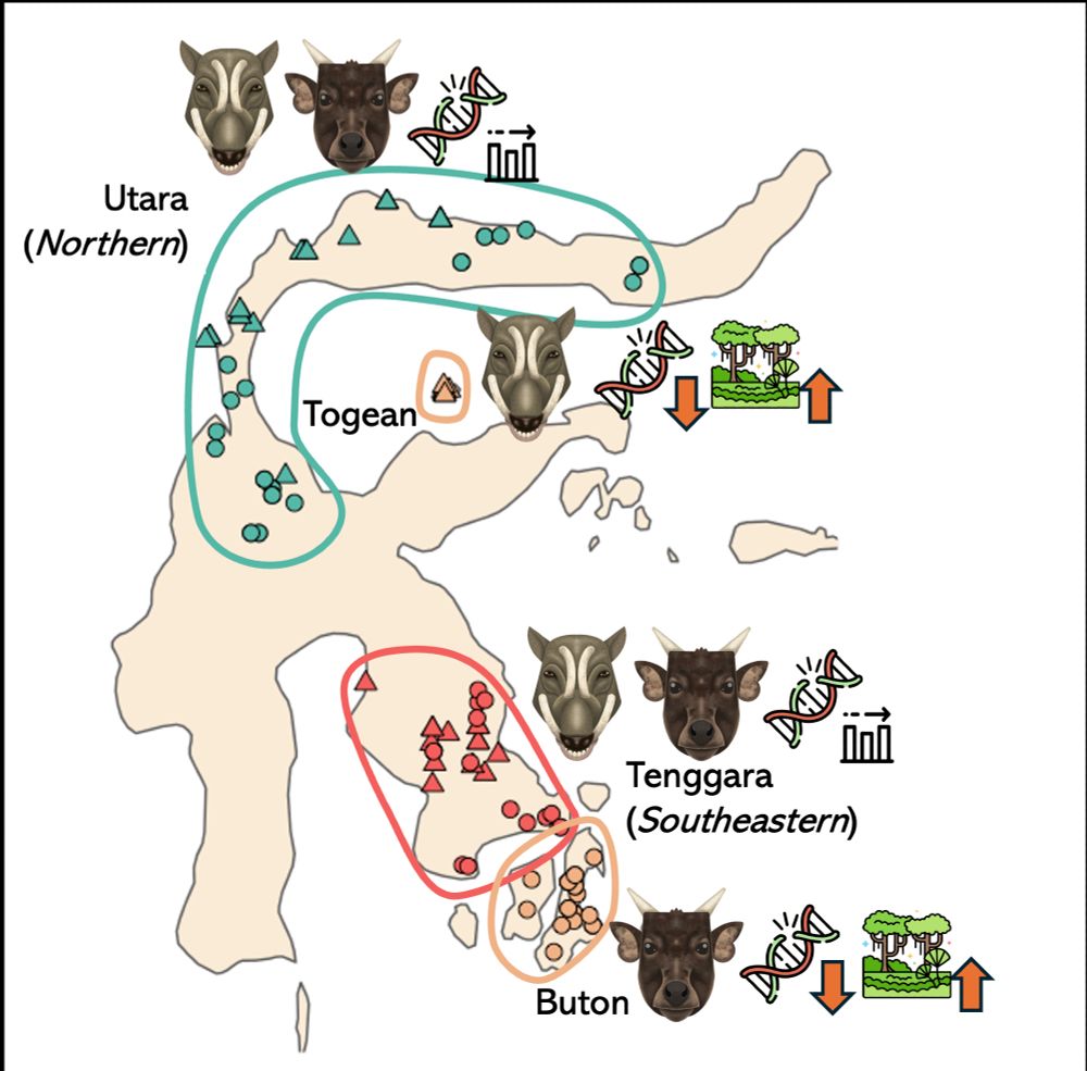 An image of Sulawesi Island that consist of four connecting peninsula shaping the island into something that looks like a letter "K" with adjacent small islands, annotated with colored circles and triangles marking the location of anoa (circle) and babirusa (triangle) from three types of region across the islands. Each region is accompanied by an art piece of the head of anoa and babirusa to mark the presence of one or both taxa in the region. There are both in the northern and southeastern peninsula of Sulawesi, only anoa in Buton south of the southeastern peninsula, and only babirusa in the Togean south of northern peninsula. In the right side of the head art, there are DNA icon with breakage illustrating "deleterious mutations" and a forest icon illustrating "habitat quality". An arrow going down, up, and left accompanying each icon to mark whether the abundance of each icon are high or low relative to the focal populations, which is marked with arrow pointing right to illustrate stability in magnitude. For both Buton and Togean, the amount of deleterious mutations are low relative to the larger island's peninsula, while it has better habitat quality relative to the larger island. This graphical abstract is an oversimplification of the work, I hope you read the paper for more elaboration.
