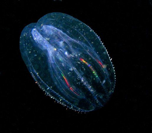 comb jelly (phylum Ctenophora) bioluminescing