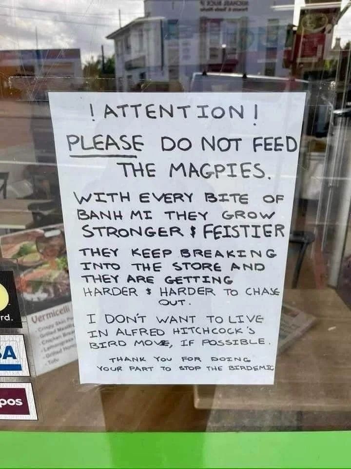 warning poster about not feeding magpies
