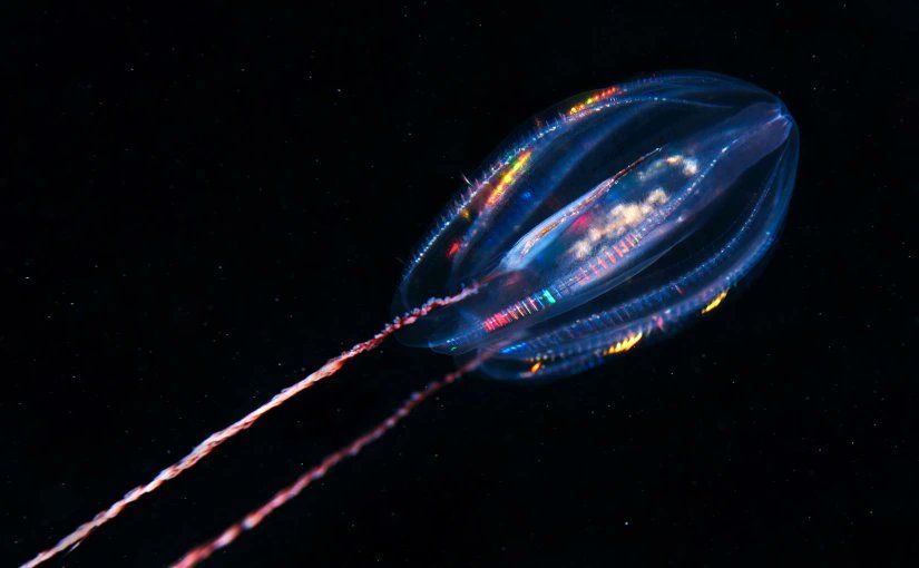 comb jelly (phylum Ctenophora) bioluminescing