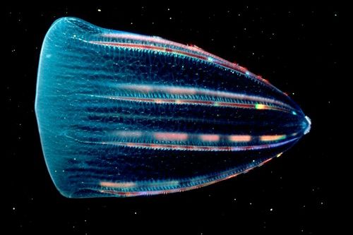 comb jelly (phylum Ctenophora) bioluminescing