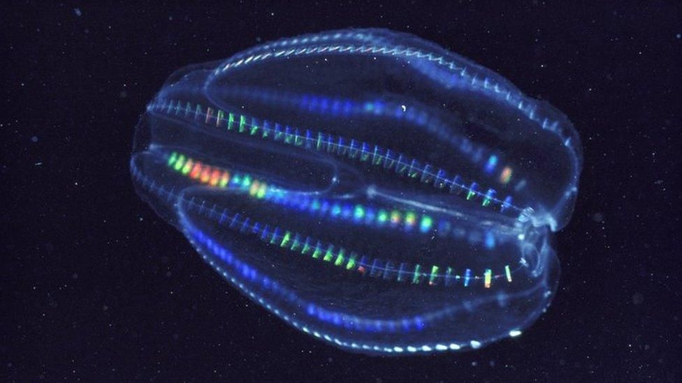 comb jelly (phylum Ctenophora) bioluminescing