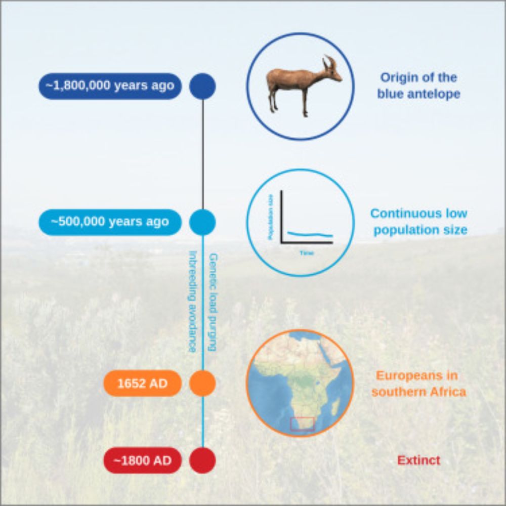 Colonial-driven extinction of the blue antelope despite genomic adaptation to low population size