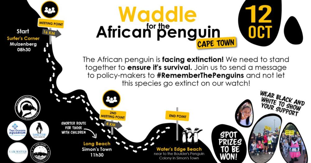 Waddle for the African penguin: Join us on 12 October