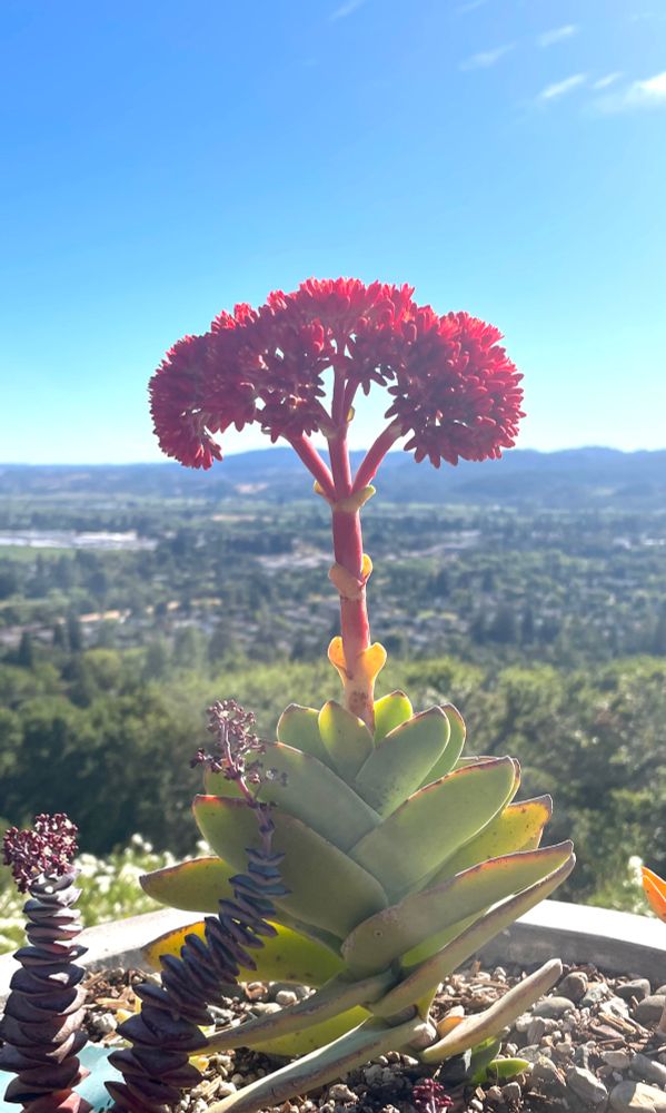 A blooming airplane plant with a background of a green valley and mountain ridge. 