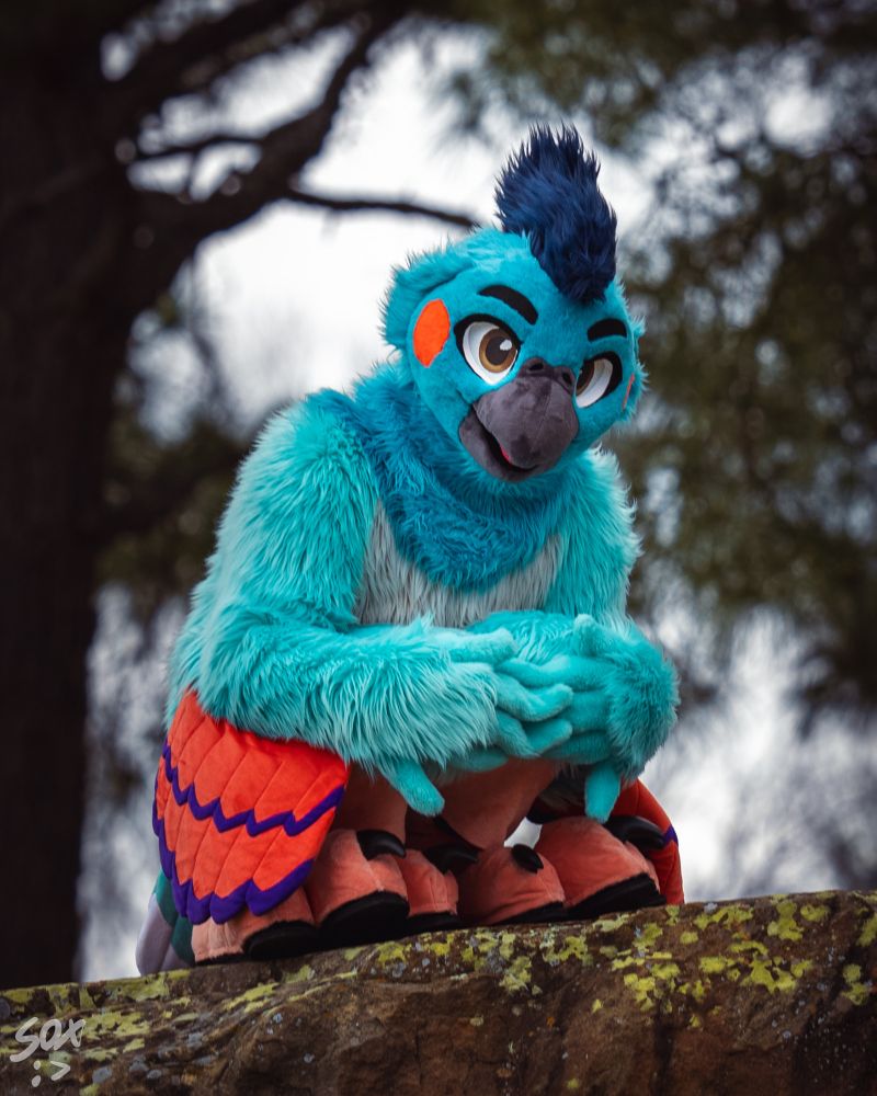 A blue cockatiel fursuiter crouched atop a rock with their armwings around their legs.