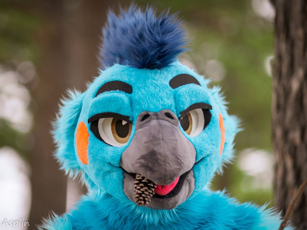 A headshot of a blue cockatiel fursuiter with a pinecone sticking out of his beak.