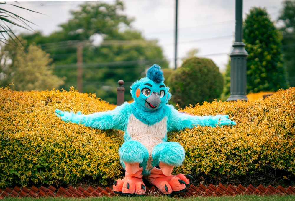 A blue cockatiel fursuiter with their arm wings spread, laying against some bushes.