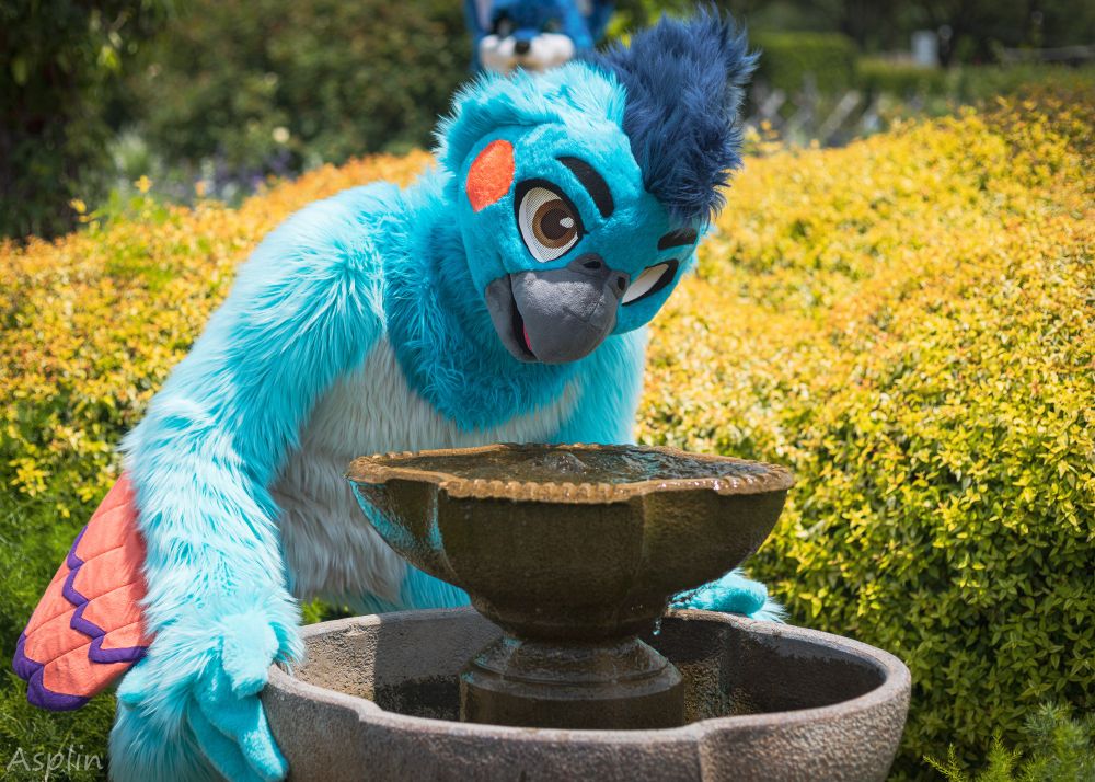 A blue cockatiel fursuiter hunched over a fountain looking like they are drinking water.