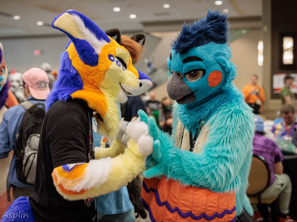 An orange and blue Manokit fursuiter and blue cockatiel fursuiter with their paws/wings together.