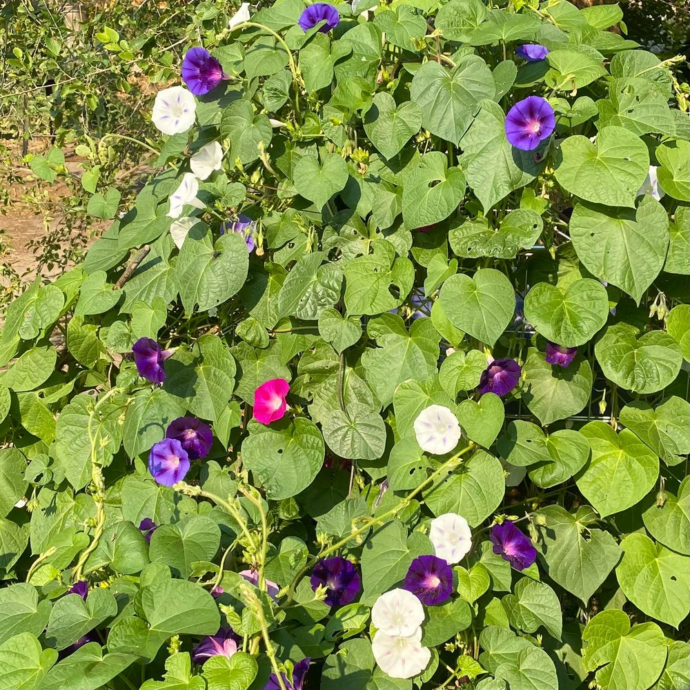 Mound of morning glory vines, many vibrant green heart shaped leaves piled atop one another. Bursts of deep purple flowers, white flowers with violet stars and one hot pink flower, all blooming fiercely and giving flower power. 