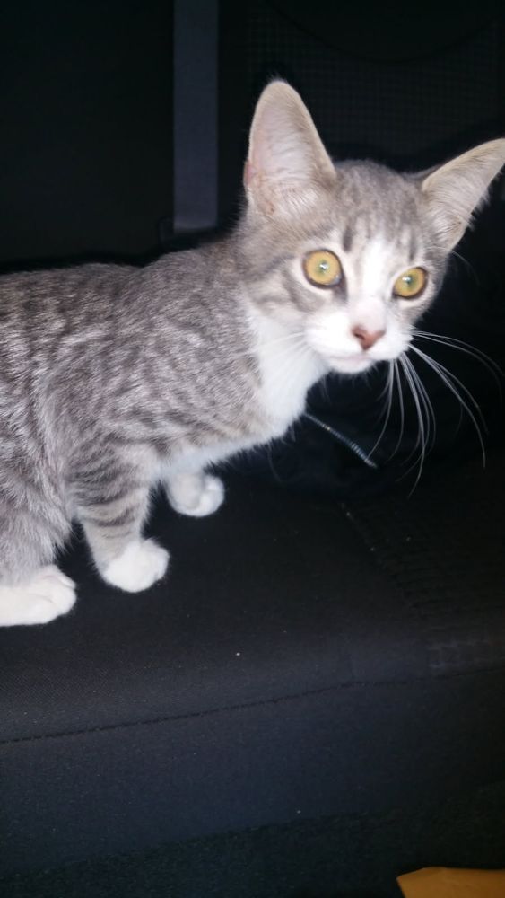 An image of a male mostly-tortie grey and black domestic short-hair calico kitten. 