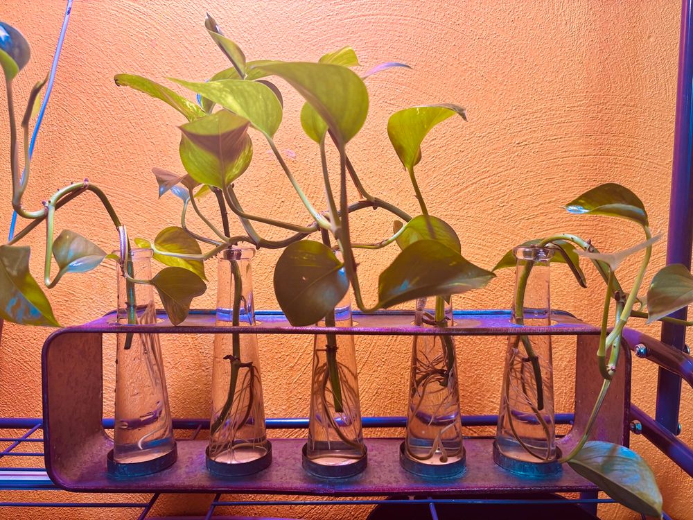 5 propagation vases with pothos growing inside them, their roots showing through the water. 