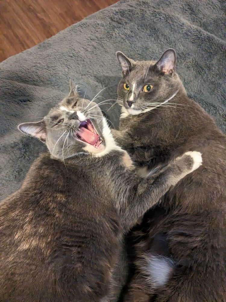 Two grey cats, each with a white stripe down their nose (clearly they're siblings). Cristo, the female cat, is letting out a huge yawn after an exhausting day. Monte, Cristo's brother, looks directly at the camera, seemingly asking why he's being bothered again.