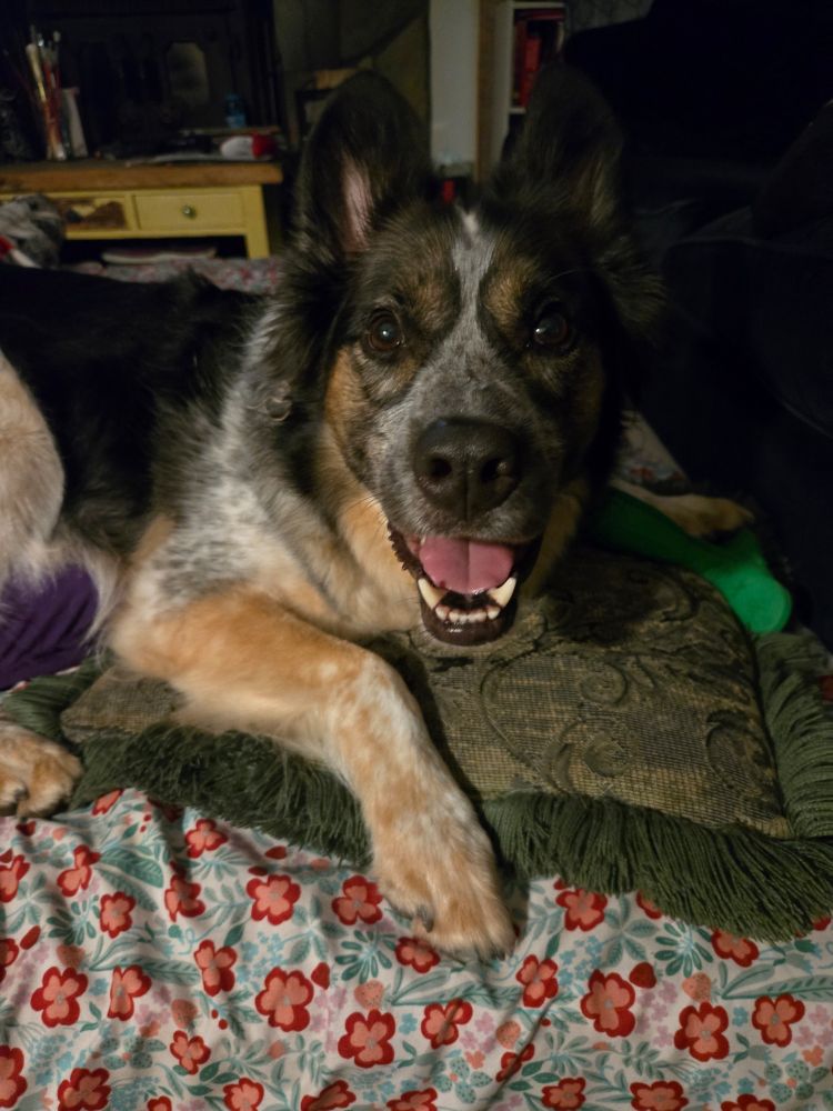 A very cute mutt - maybe German Shepard/Cattle Dog? He's Black and tan and blue and white and i love him to death! 