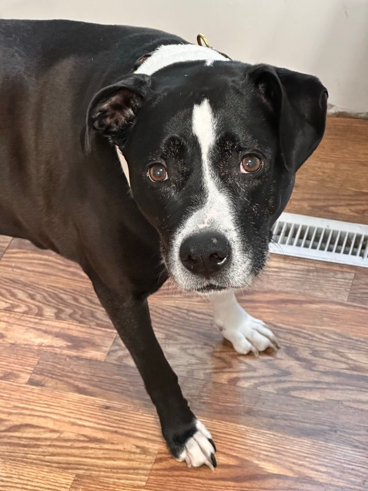 black and white pitbull standing on wood floor