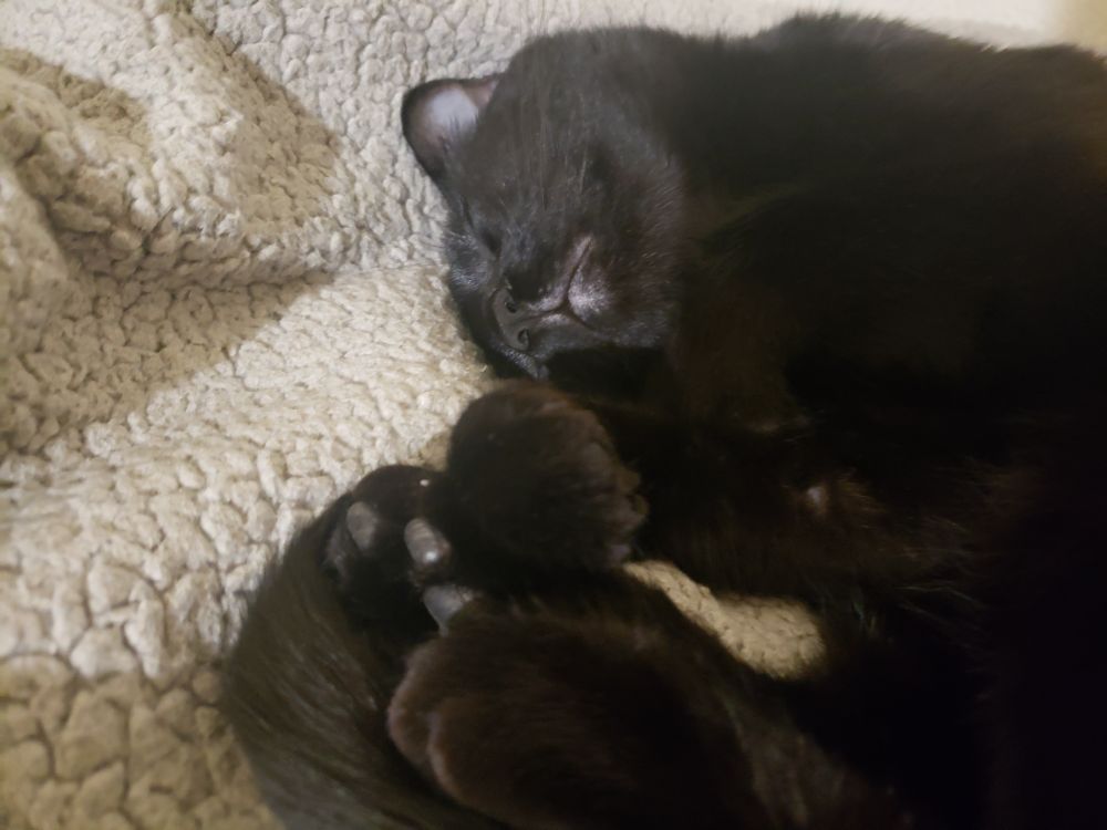 Bombay black cat curled up asleep on soft blanket.