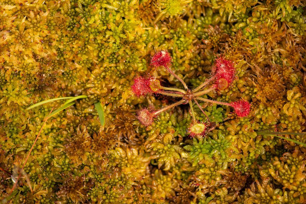 A single round leaved sundew plant (Drosera rotundifolia) sits in a bed of squishy looking moss.