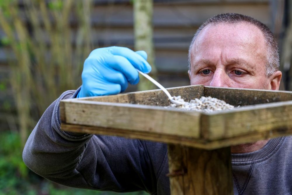 An RSPB scientist in blue sterile gloves takes a sample of bird feed from a wooden bird feeing table.