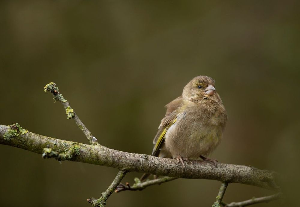 A female Greenfinch is perched on a branch looking unwell. Her feathers are fluffed up, which can be a sign of trichomonosis.
